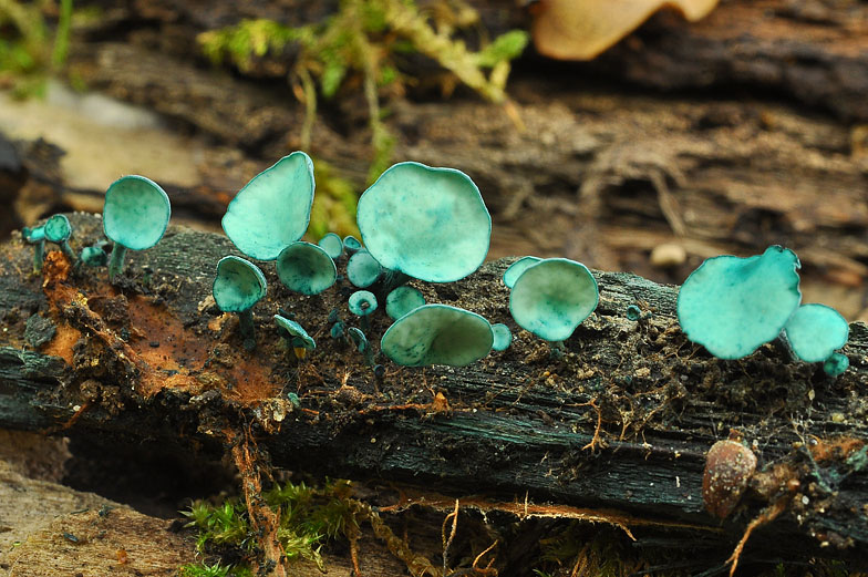 Chlorociboria aeruginascens