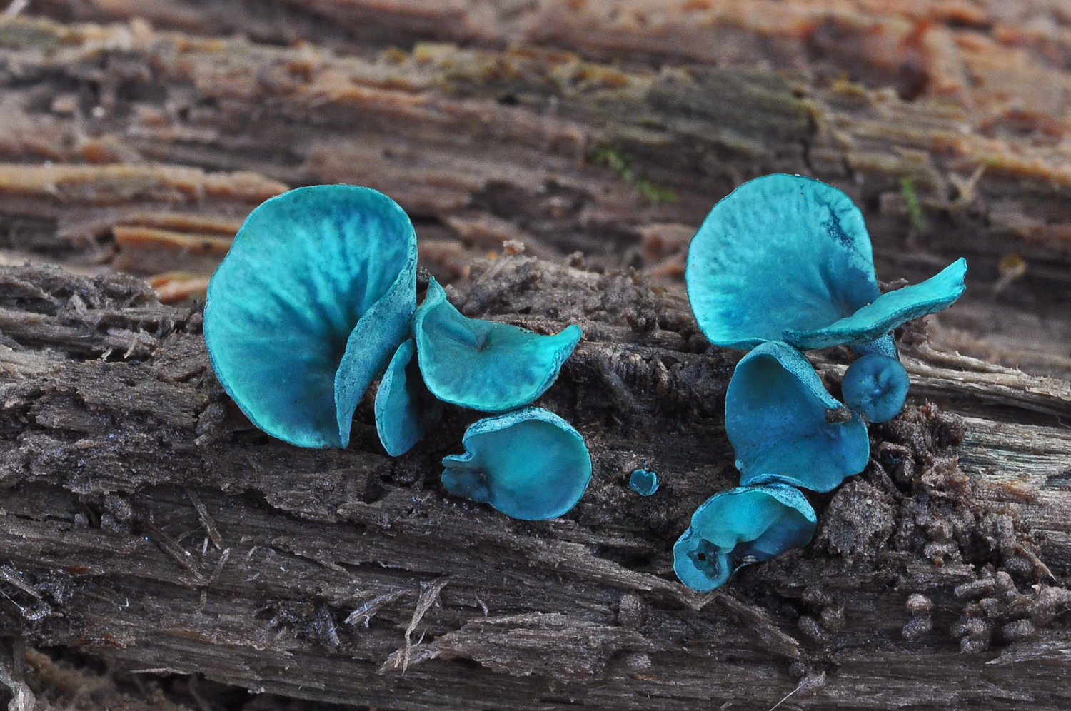 Chlorociboria aeruginascens