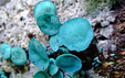 Chlorociboria aeruginascens