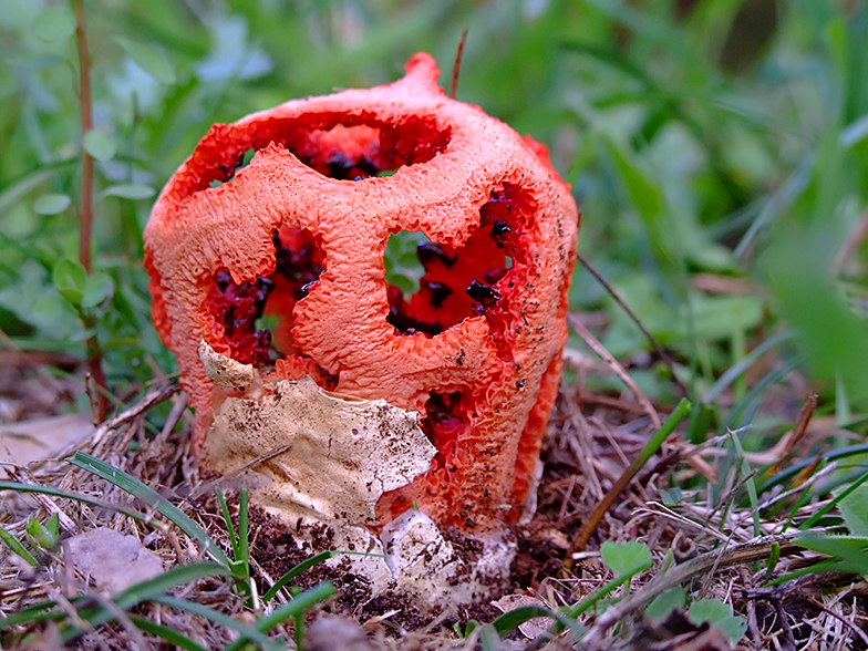 Clathrus ruber