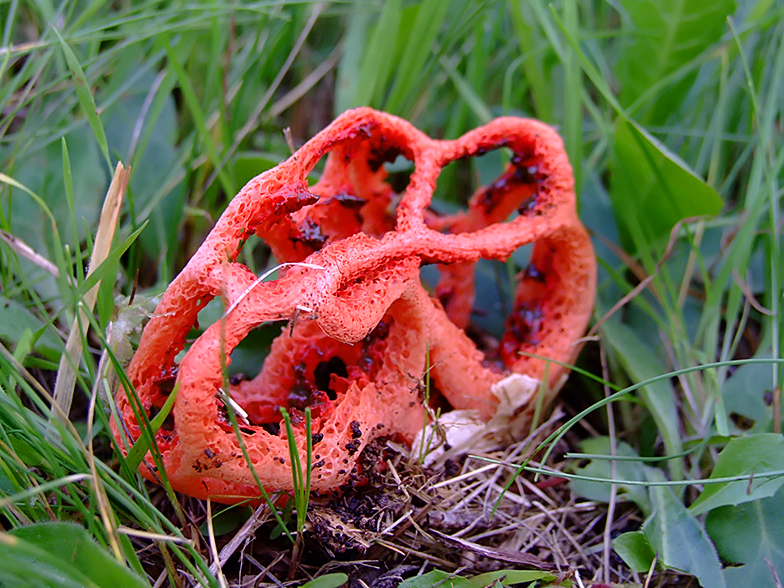 Clathrus ruber