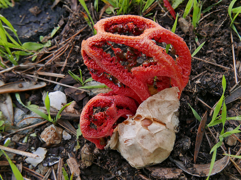 Clathrus ruber