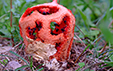 Clathrus ruber