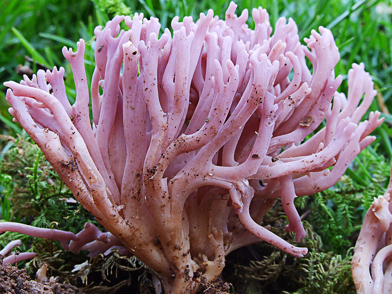 Clavaria zollingeri