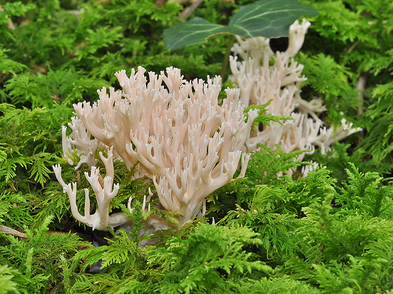 Clavulina cristata