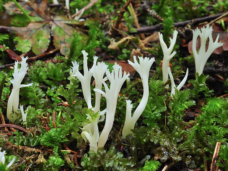 Clavulina cristata