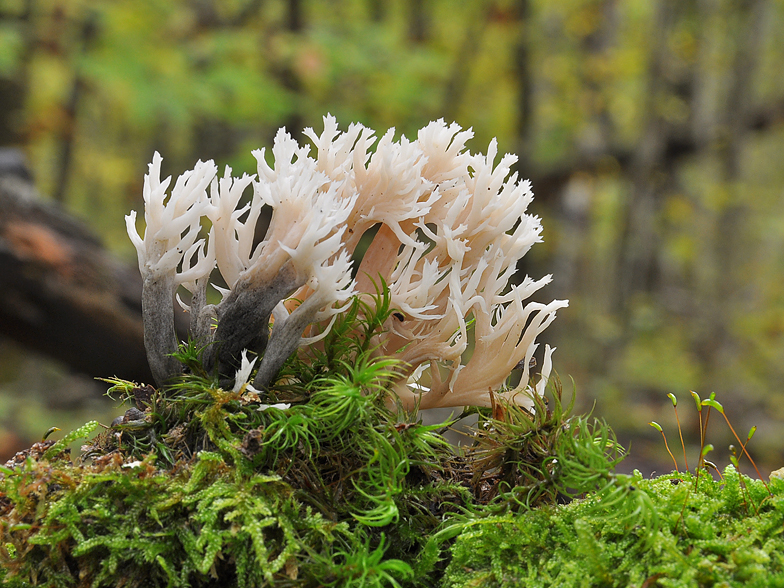 Clavulina cristata