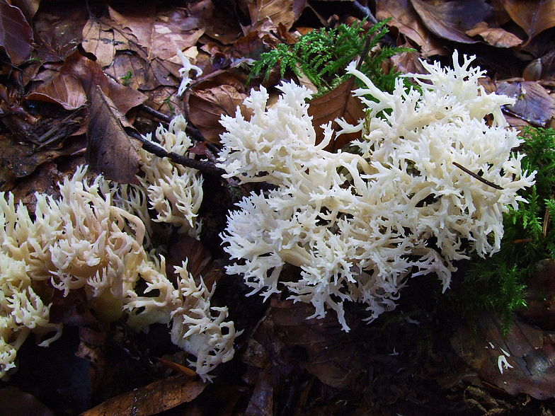 Clavulina cristata