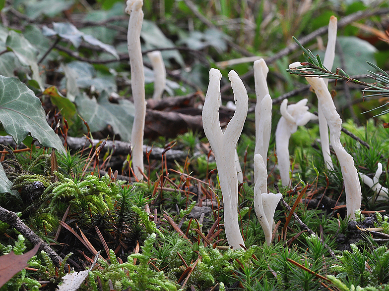 Clavulina rugosa