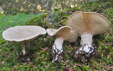 Clitocybe alexandri