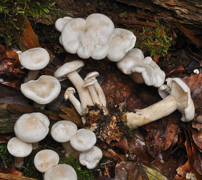 Clitocybe cerrussata