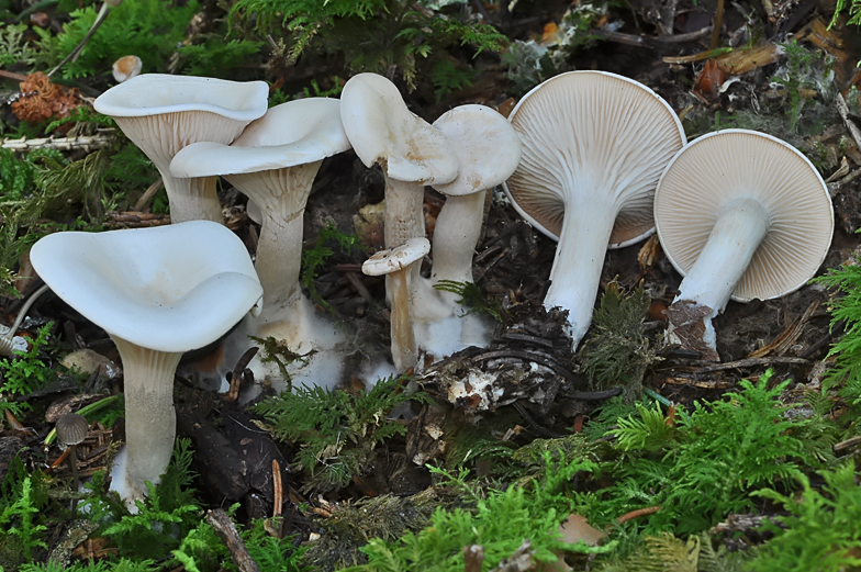 Clitocybe cerrussata