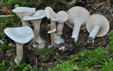 Clitocybe cerrussata