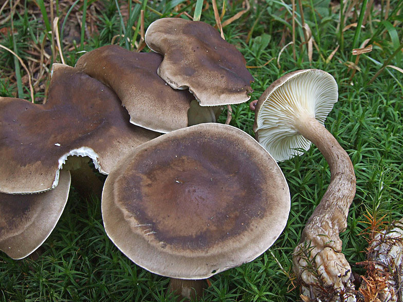 Clitocybe clavipes