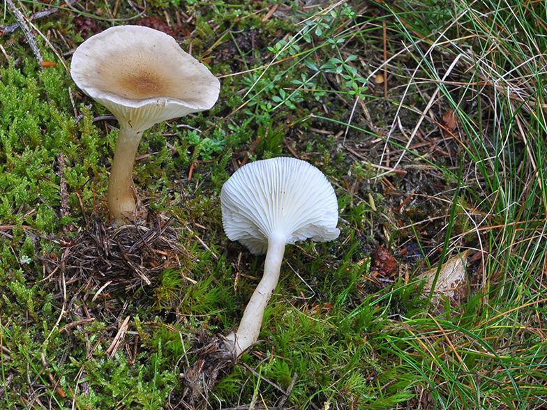 Clitocybe clavipes