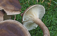 Clitocybe clavipes