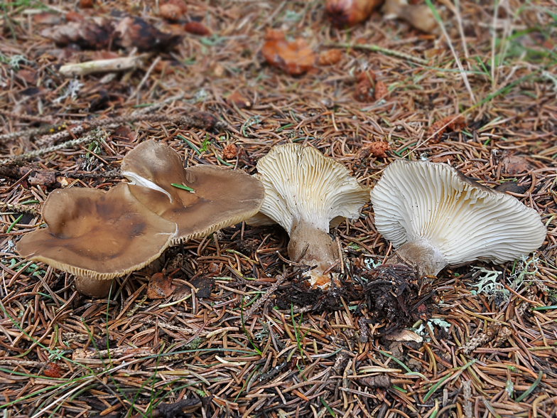 Clitocybe clavipes