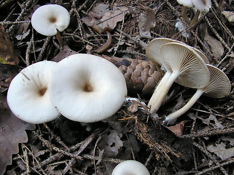 Clitocybe decembris