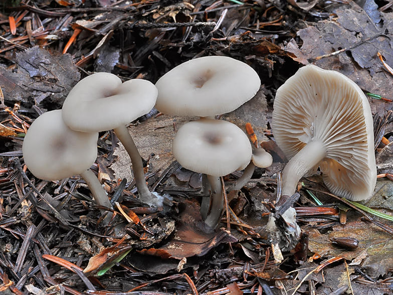 Clitocybe decembris