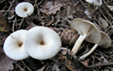 Clitocybe decembris