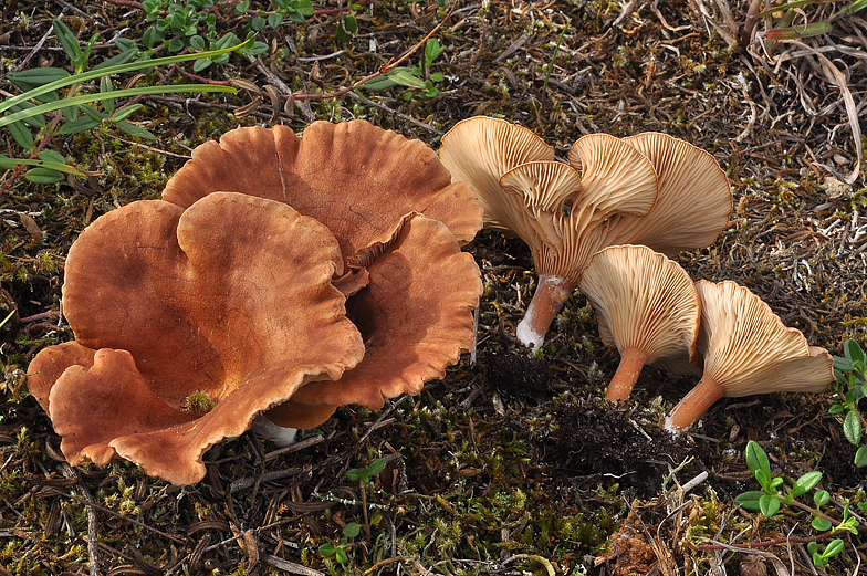 Clitocybe glareosa