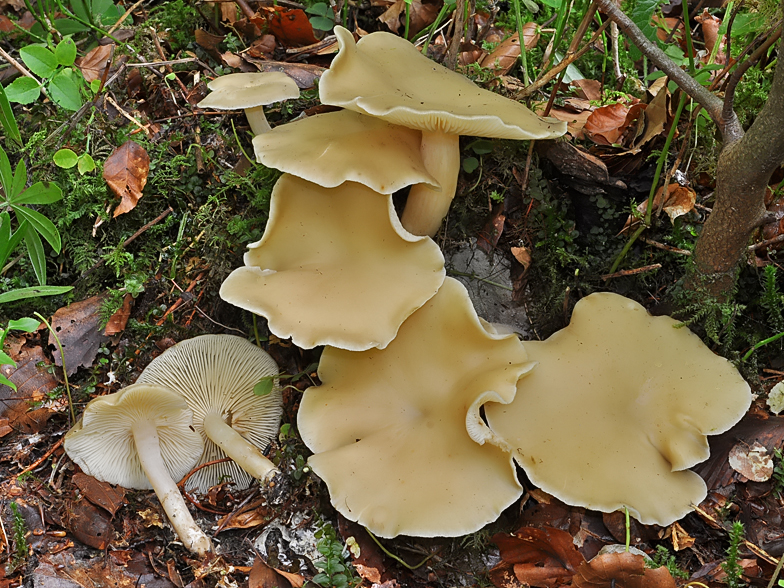 Clitocybe inflatipes