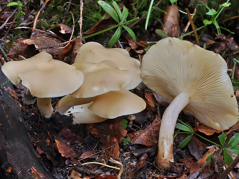 Clitocybe inflatipes