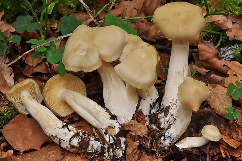 Clitocybe inflatipes