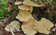 Clitocybe inflatipes