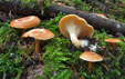 Clitocybe inversa