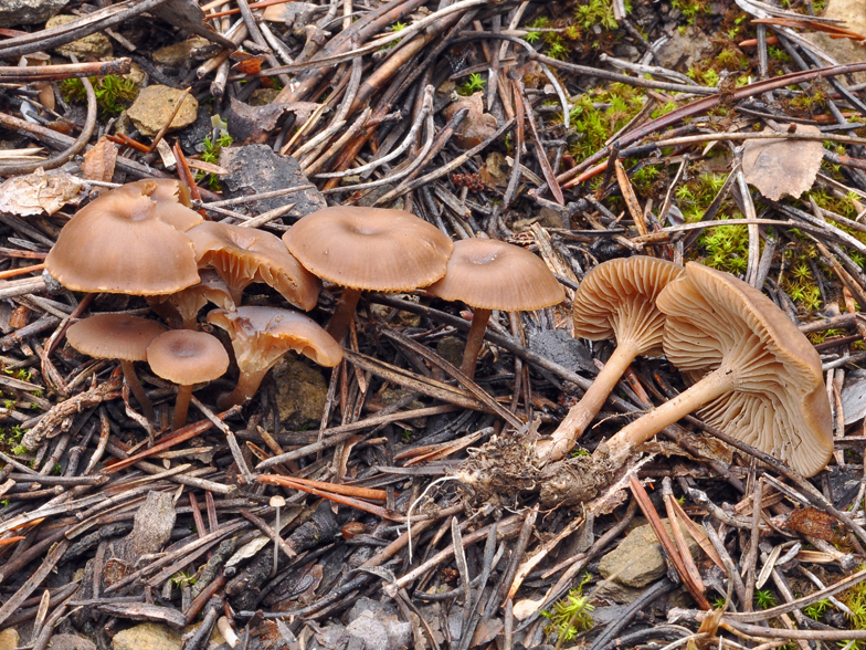 Clitocybe lituus