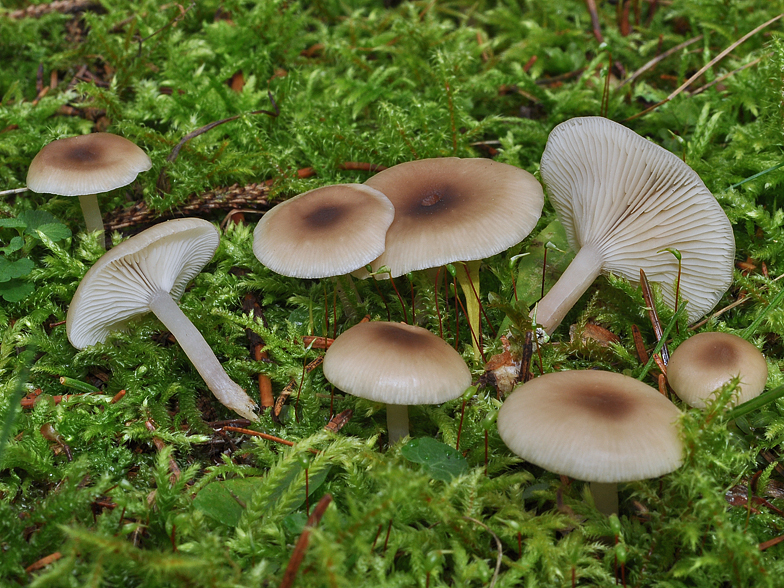 Clitocybe metachroa