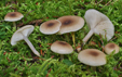 Clitocybe metachroa