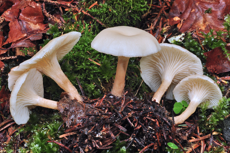 Clitocybe phaeophtalma