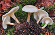 Clitocybe phaeophtalma