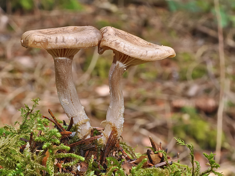 Clitocybe pruinosa