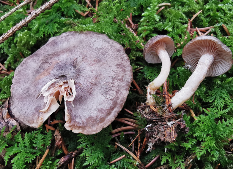 Clitocybe pruinosa