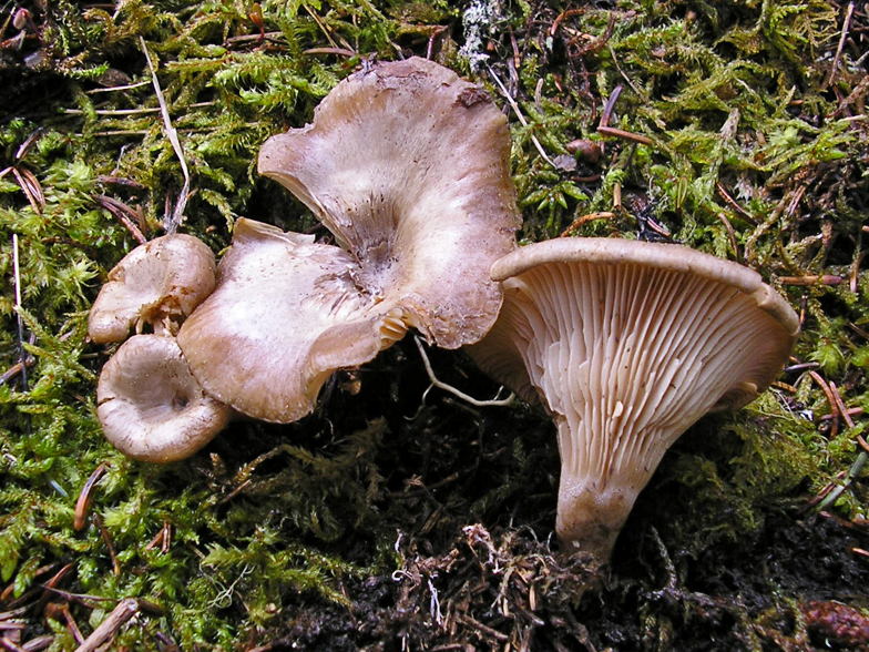 Clitocybe pruinosa