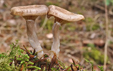 Clitocybe pruinosa