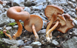 Clitocybe sinopica