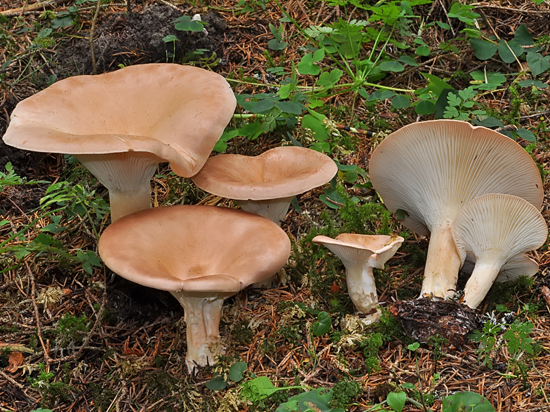 Clitocybe subsalmonea