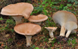 Clitocybe subsalmonea