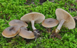 Clitocybe umbilicata