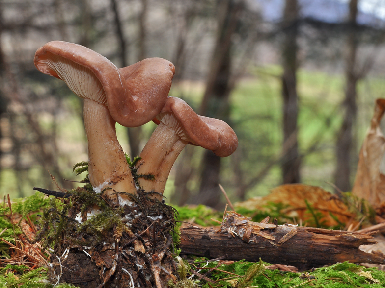 Clitocybe vermicularis