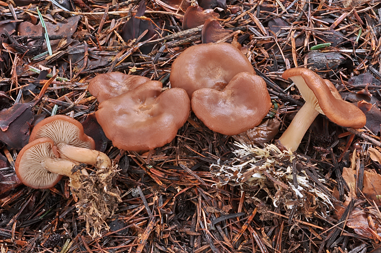 Clitocybe vermicularis