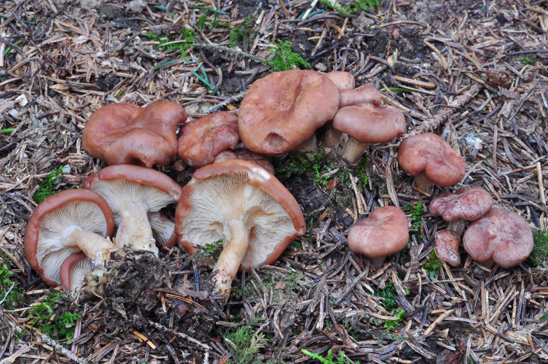 Clitocybe vermicularis