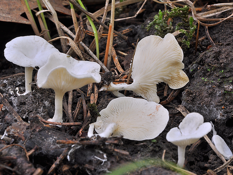 Clitopilus scyphoides var. intermedius