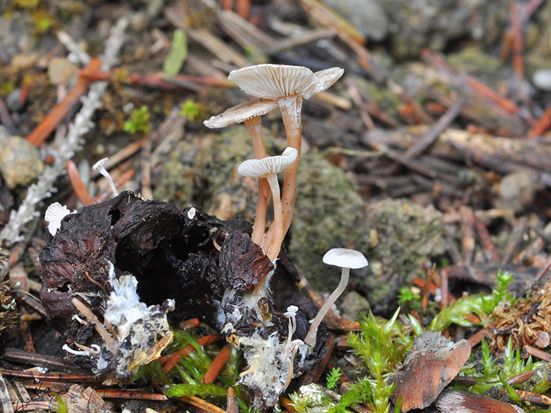 Collybia cirrhata