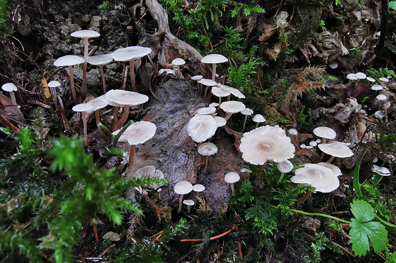 Collybia cirrhata