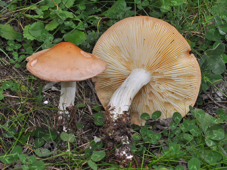 Collybia fodiens